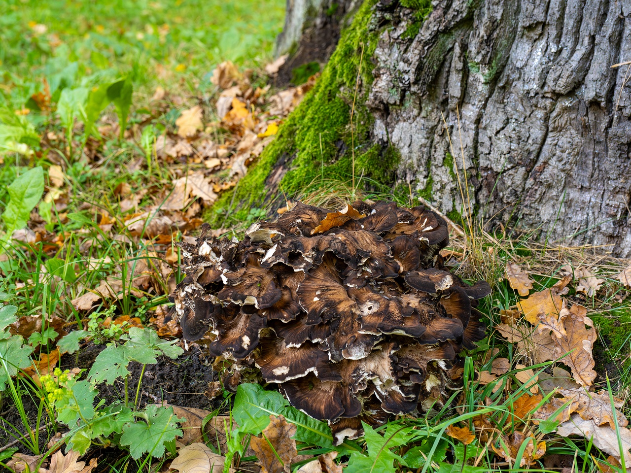 Grifola frondosa _2025-10-10_1-2