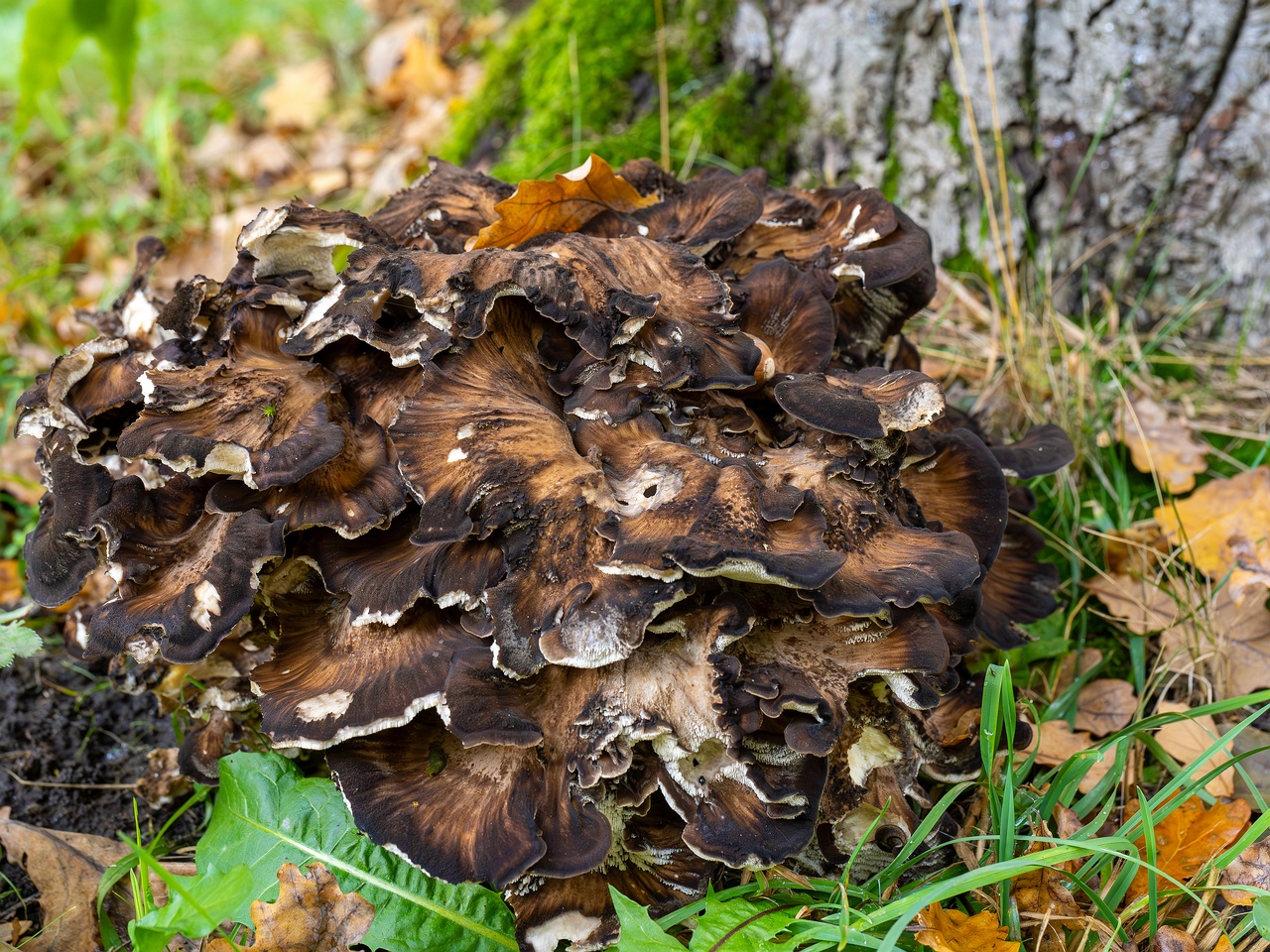 Grifola frondosa _2025-10-10_1-3