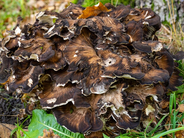 Грифола курчавая - Grifola frondosa