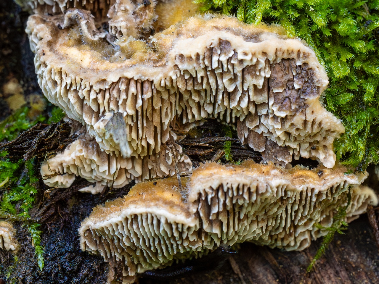 !Lenzites betulina _2025-10-10_1-3