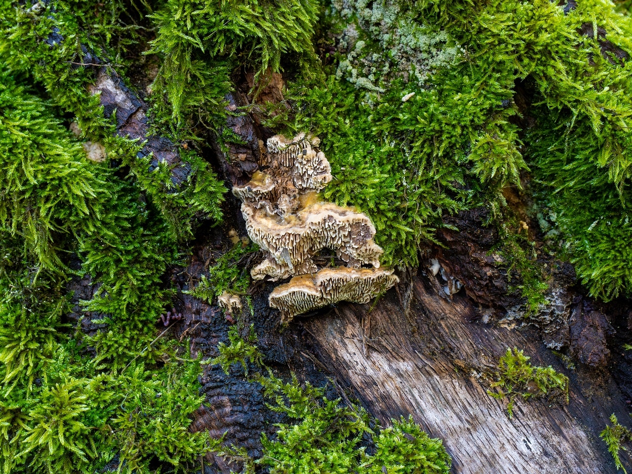 Lenzites betulina _2025-10-10_1-1