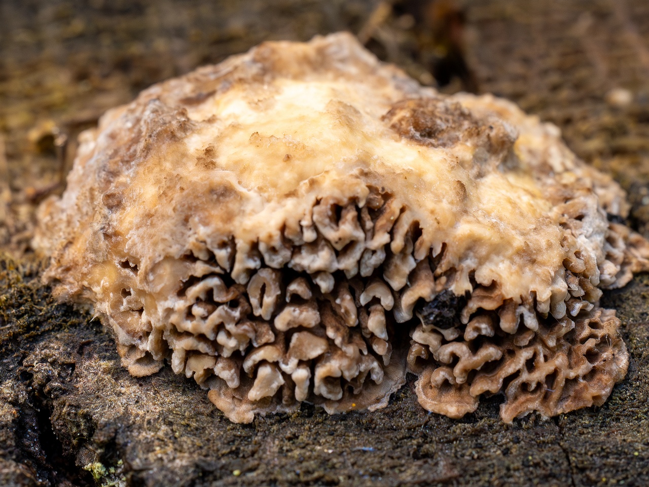 Lenzites betulina _2025-10-10_1-10