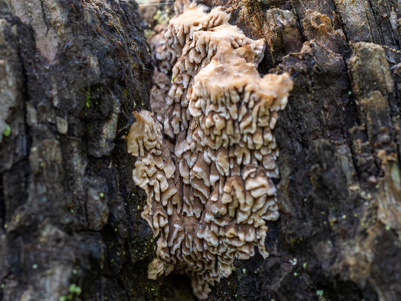 Lenzites betulina _2025-10-10_1-11