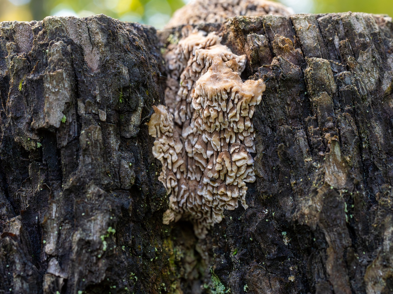 Lenzites betulina _2025-10-10_1-12