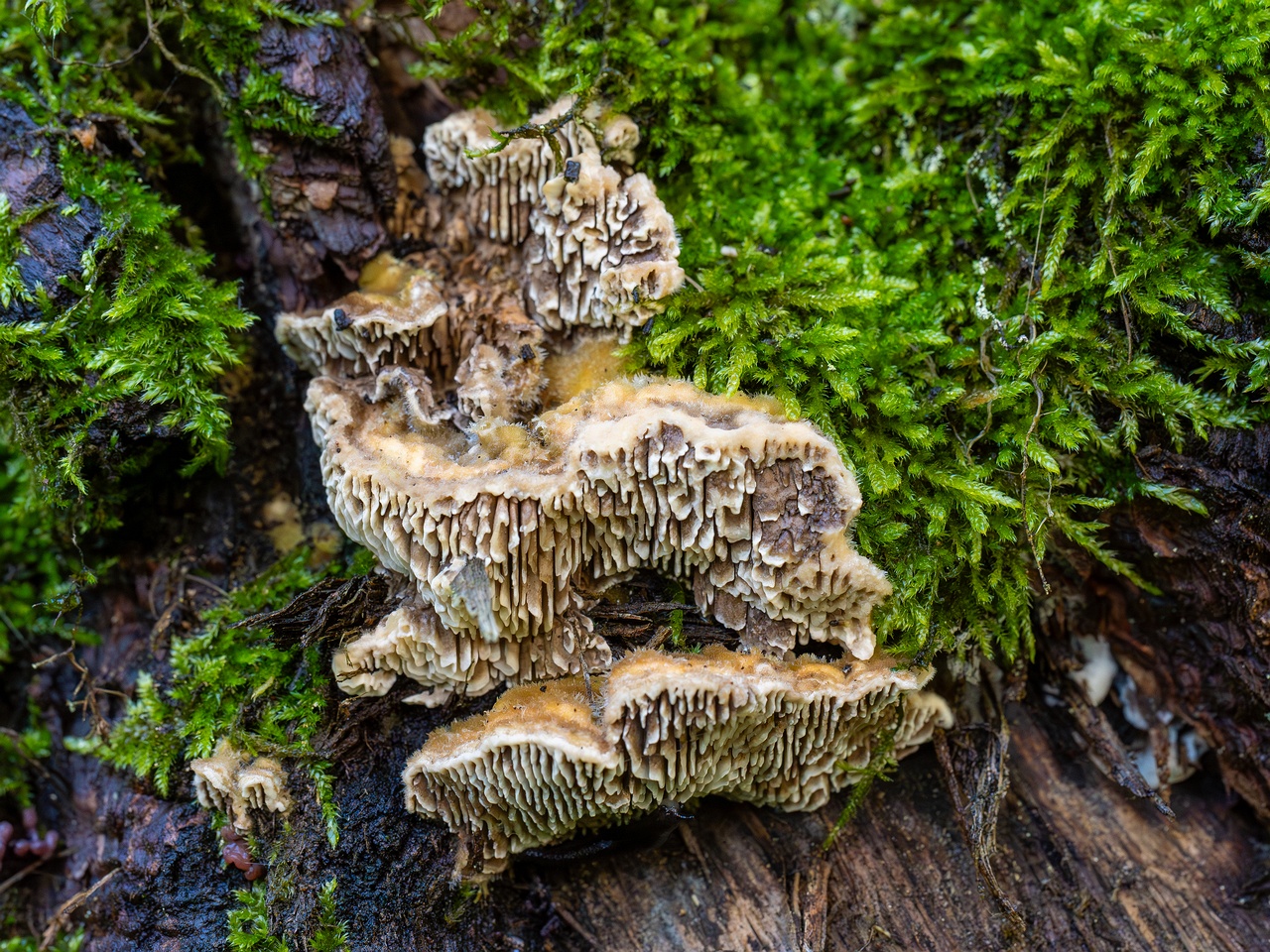 Lenzites betulina _2025-10-10_1-2