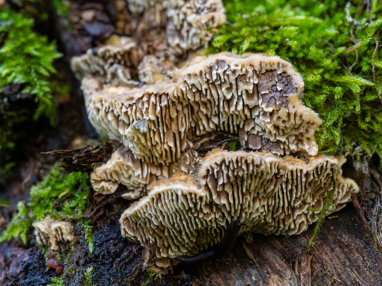 Lenzites betulina _2025-10-10_1-4