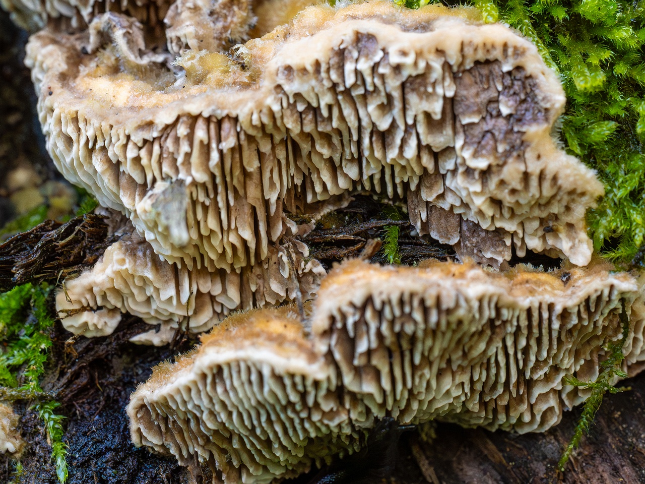 Lenzites betulina _2025-10-10_1-5