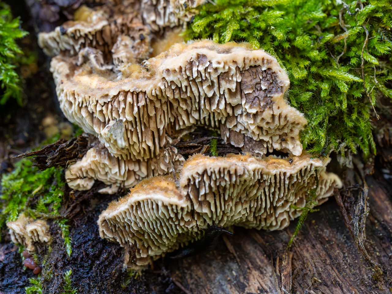 Lenzites betulina _2025-10-10_1-6