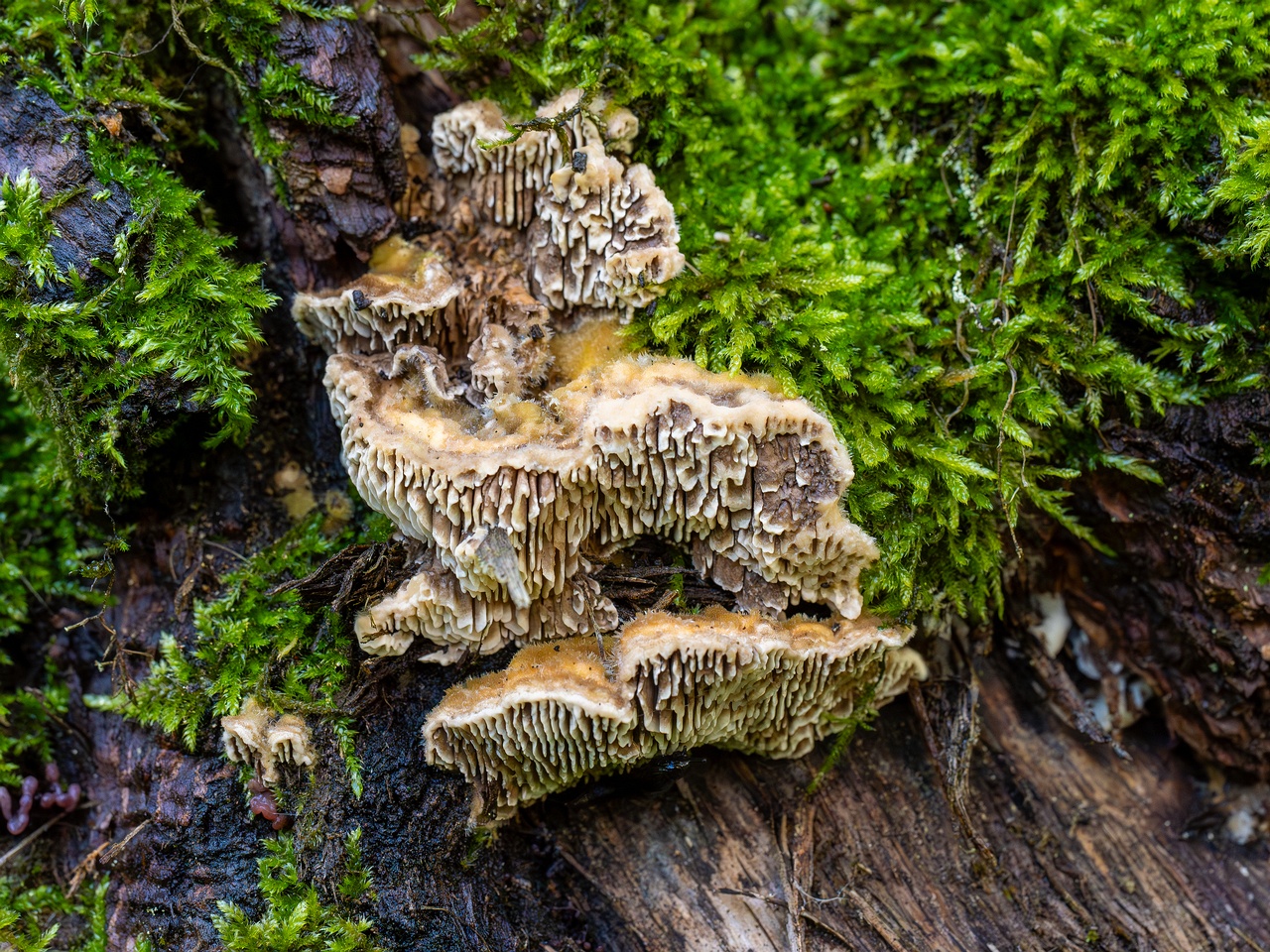 Lenzites betulina _2025-10-10_1-7