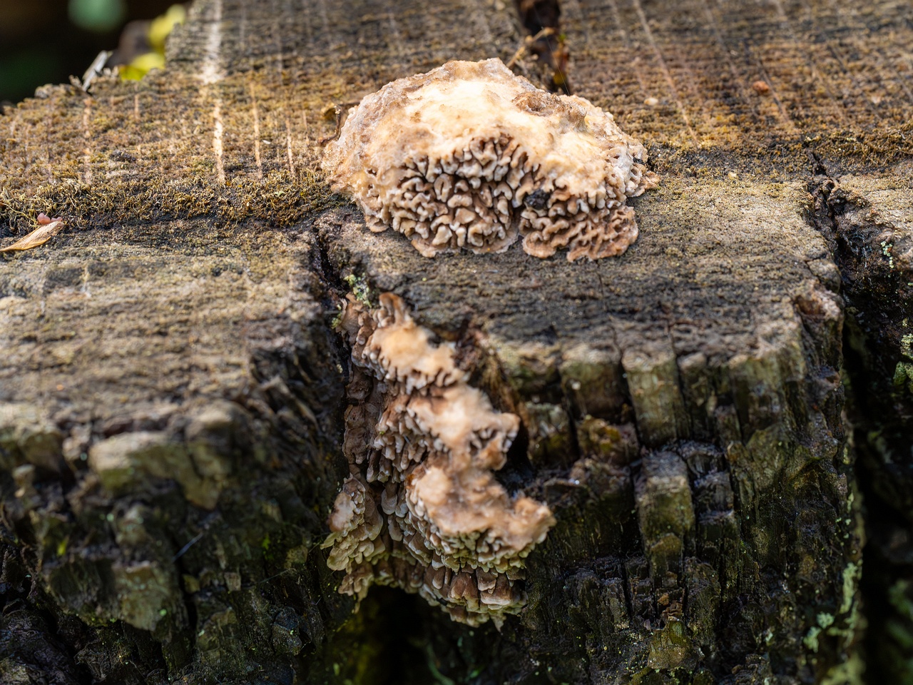 Lenzites betulina _2025-10-10_1-8