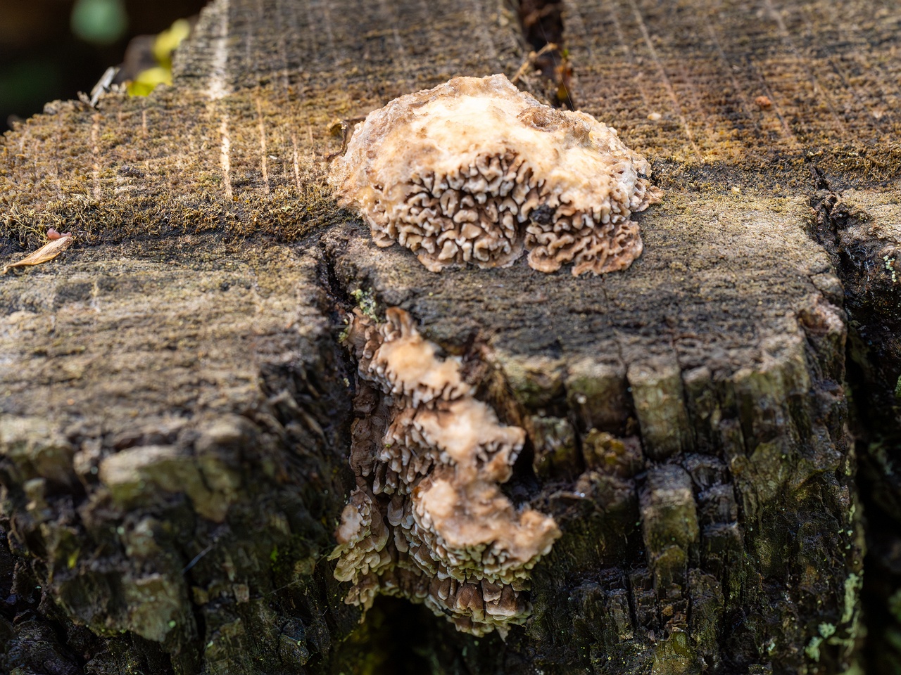 Lenzites betulina _2025-10-10_1-9