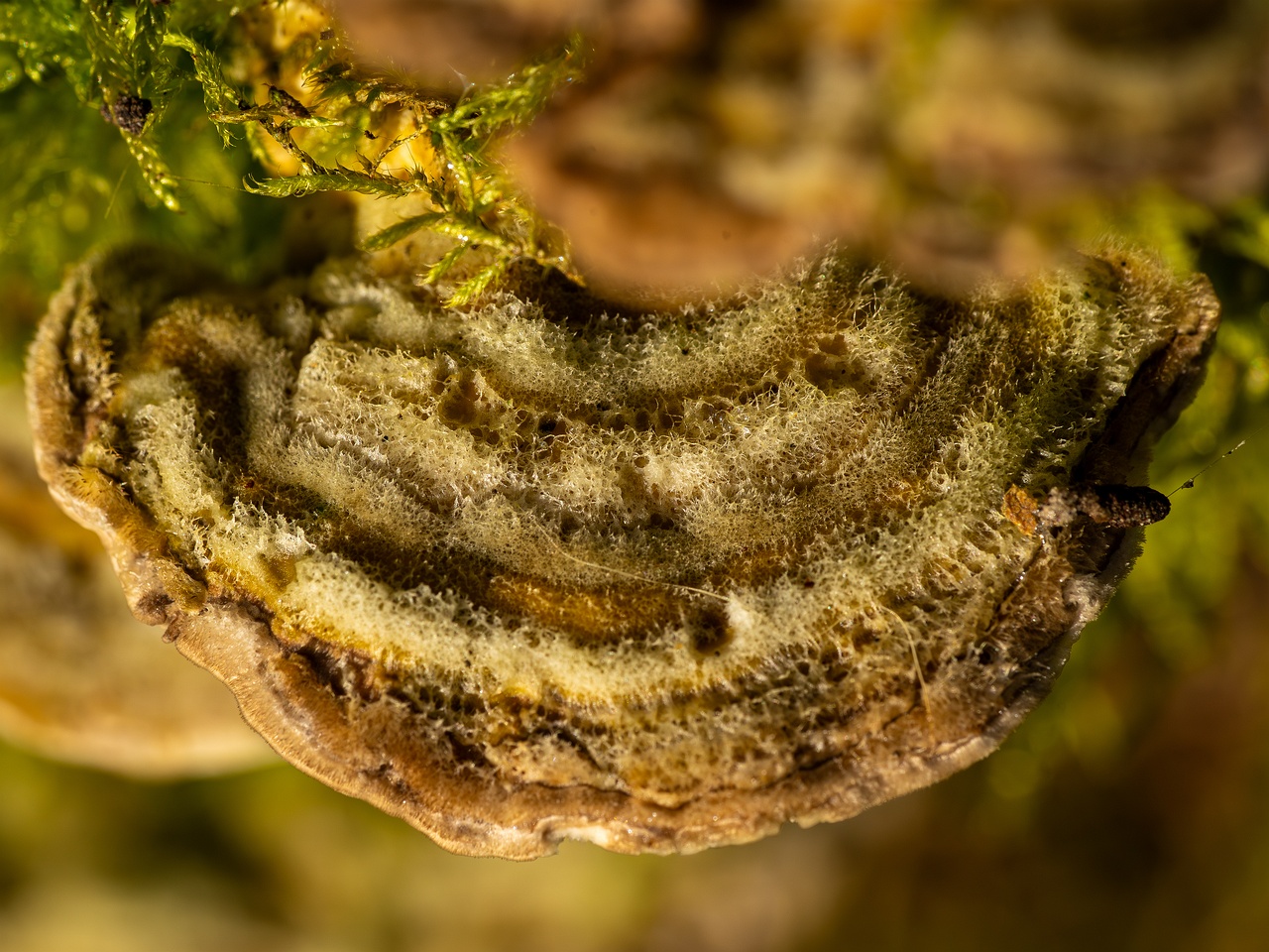 Lenzites betulina _2025-10-18_1-1