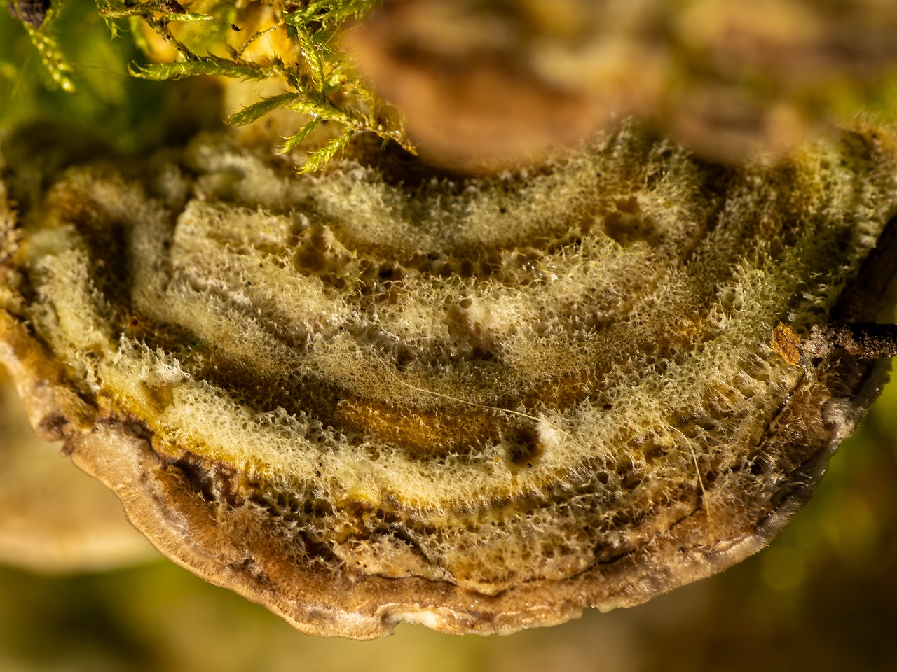 Lenzites betulina _2025-10-18_1-2