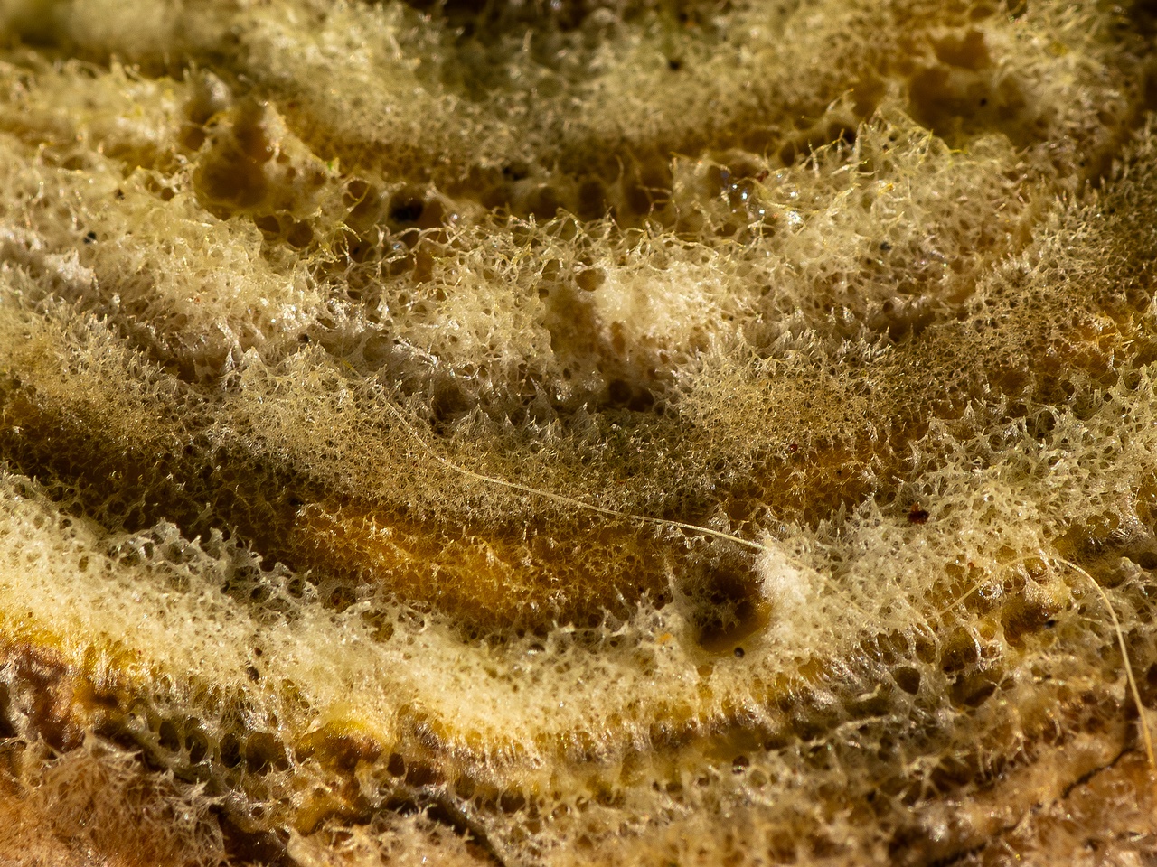 Lenzites betulina _2025-10-18_1-3