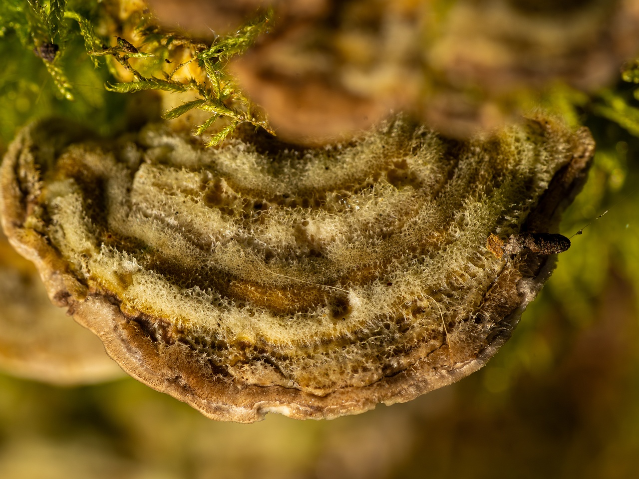 Lenzites betulina _2025-10-18_1-4