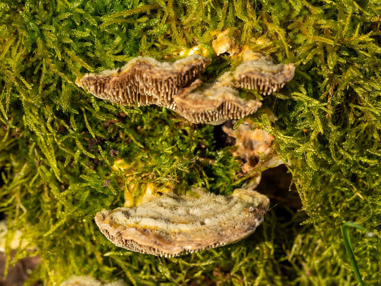 Lenzites betulina _2025-10-18_1-5