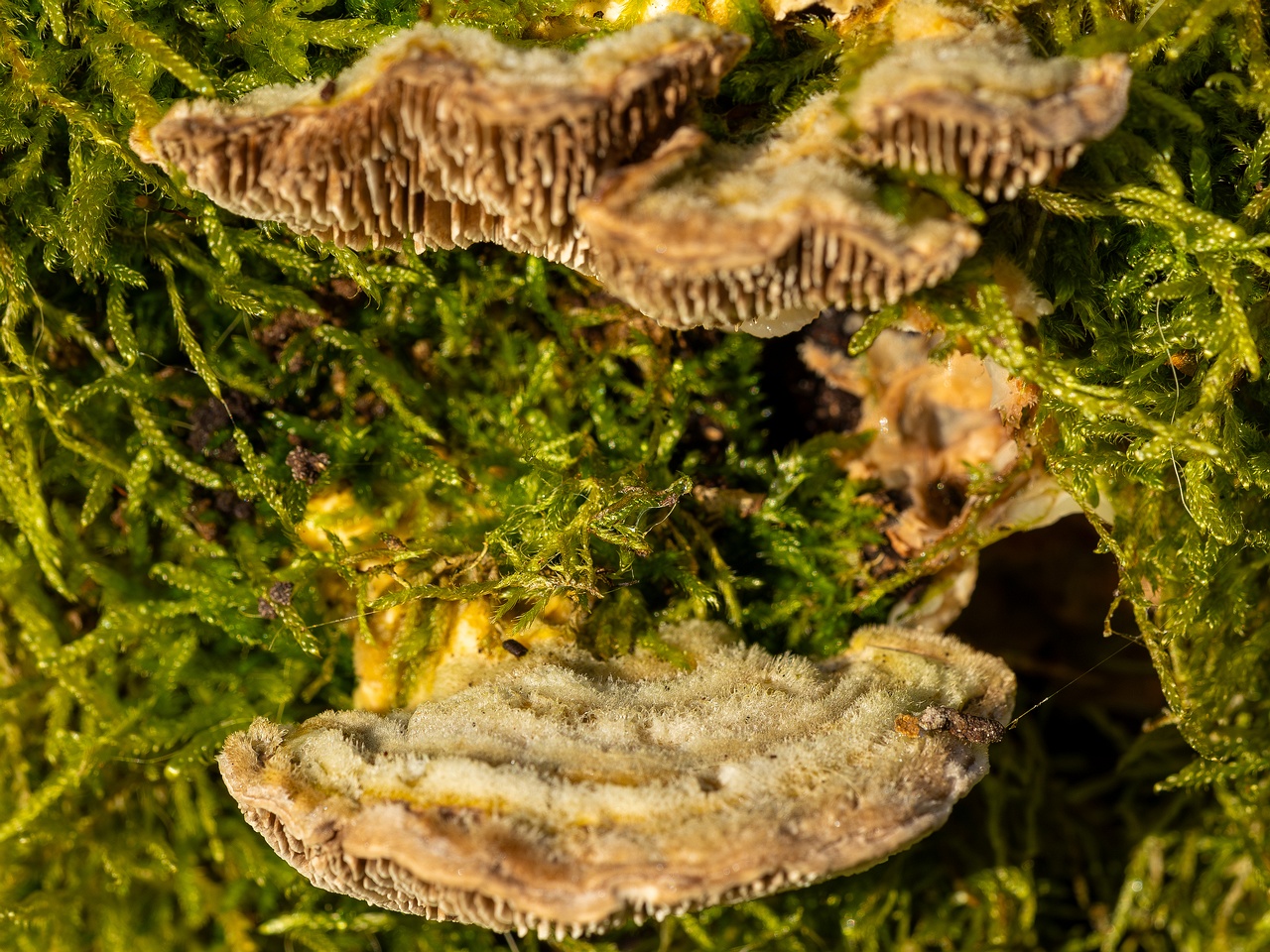 Lenzites betulina _2025-10-18_1-6