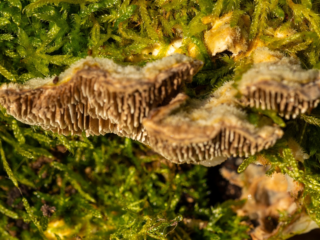 Lenzites betulina _2025-10-18_1-7