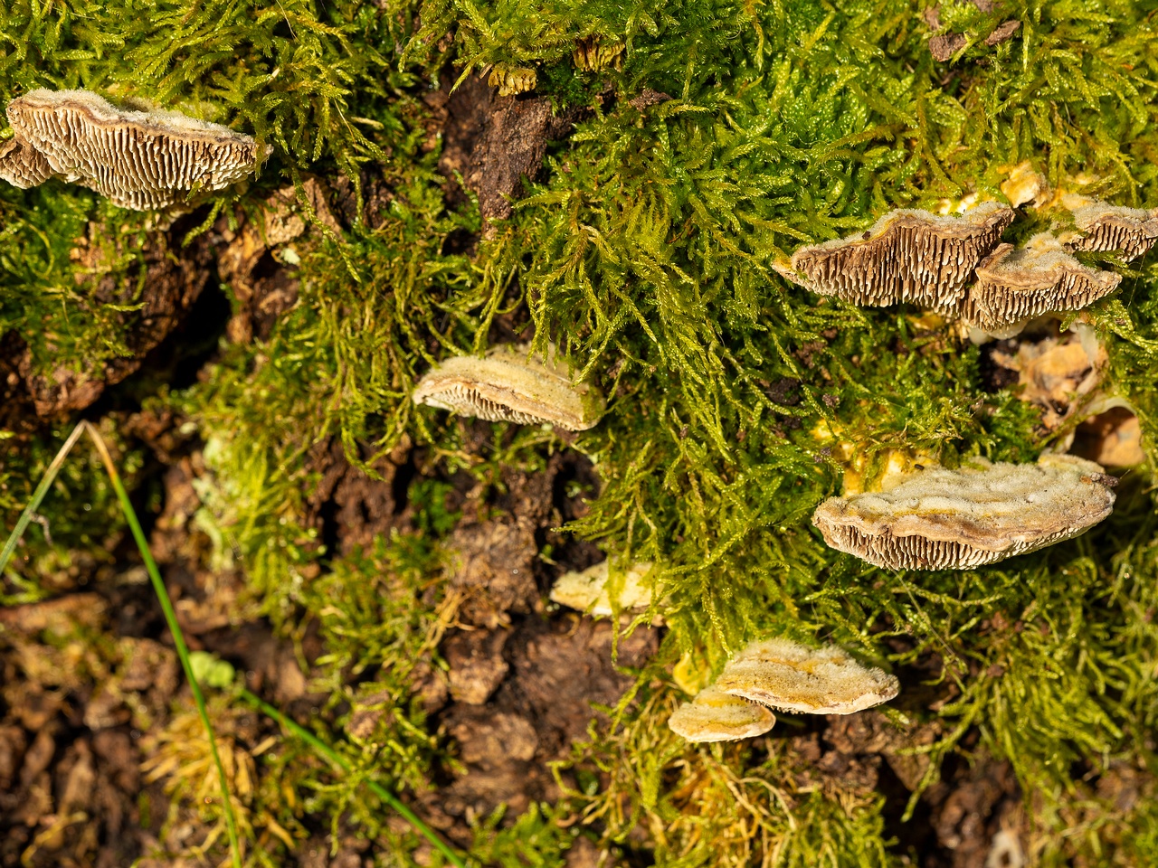 Lenzites betulina _2025-10-18_1-8