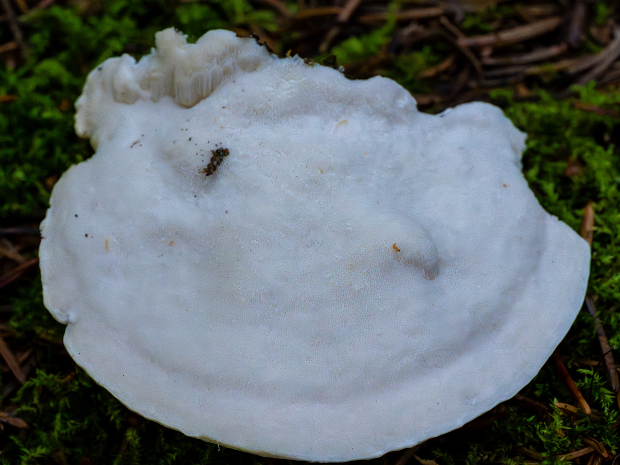 oligoporus-stripticus_1-10