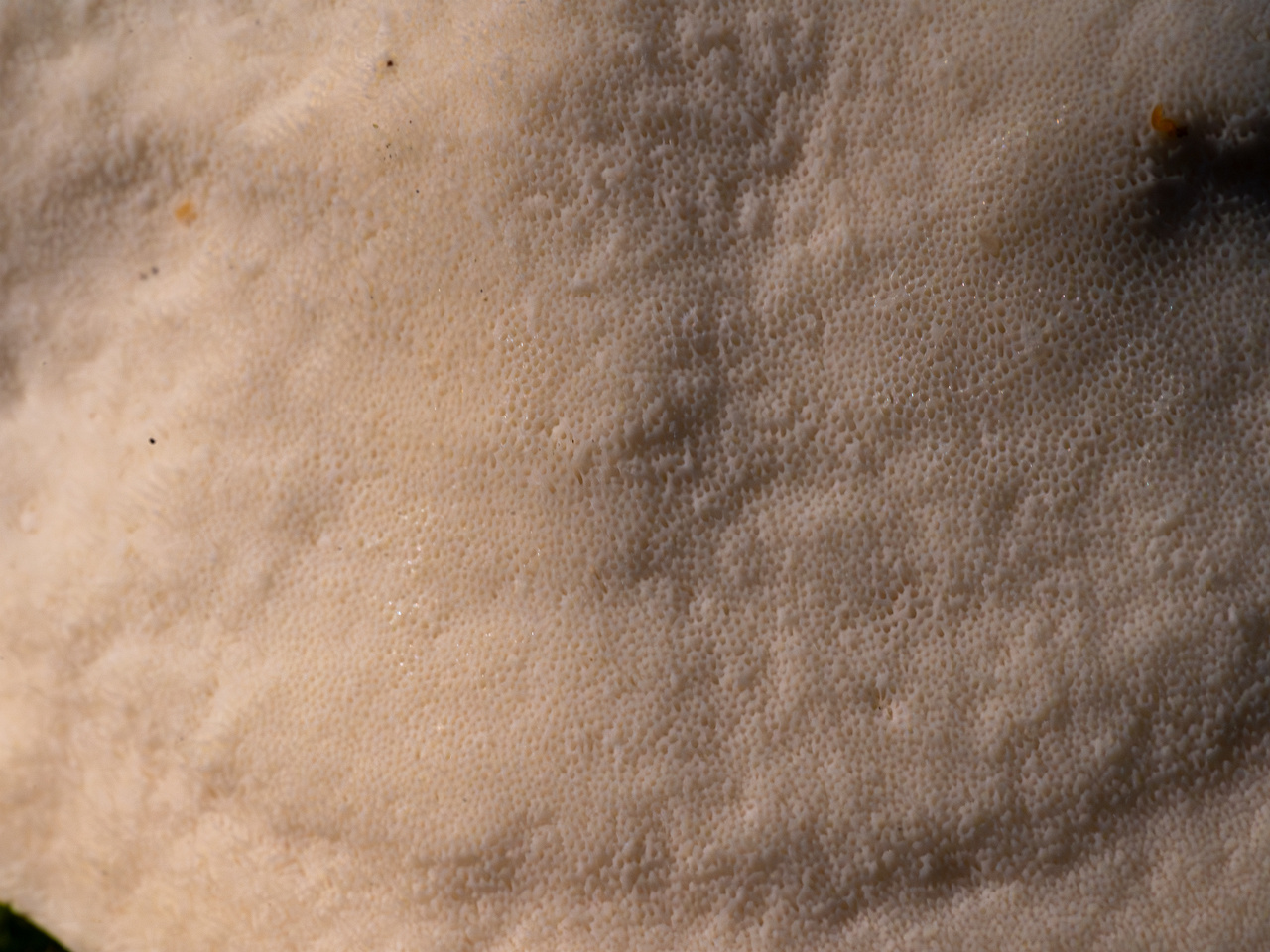 oligoporus-stripticus_1-14