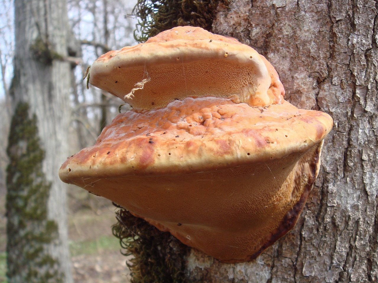 fungi-0004494