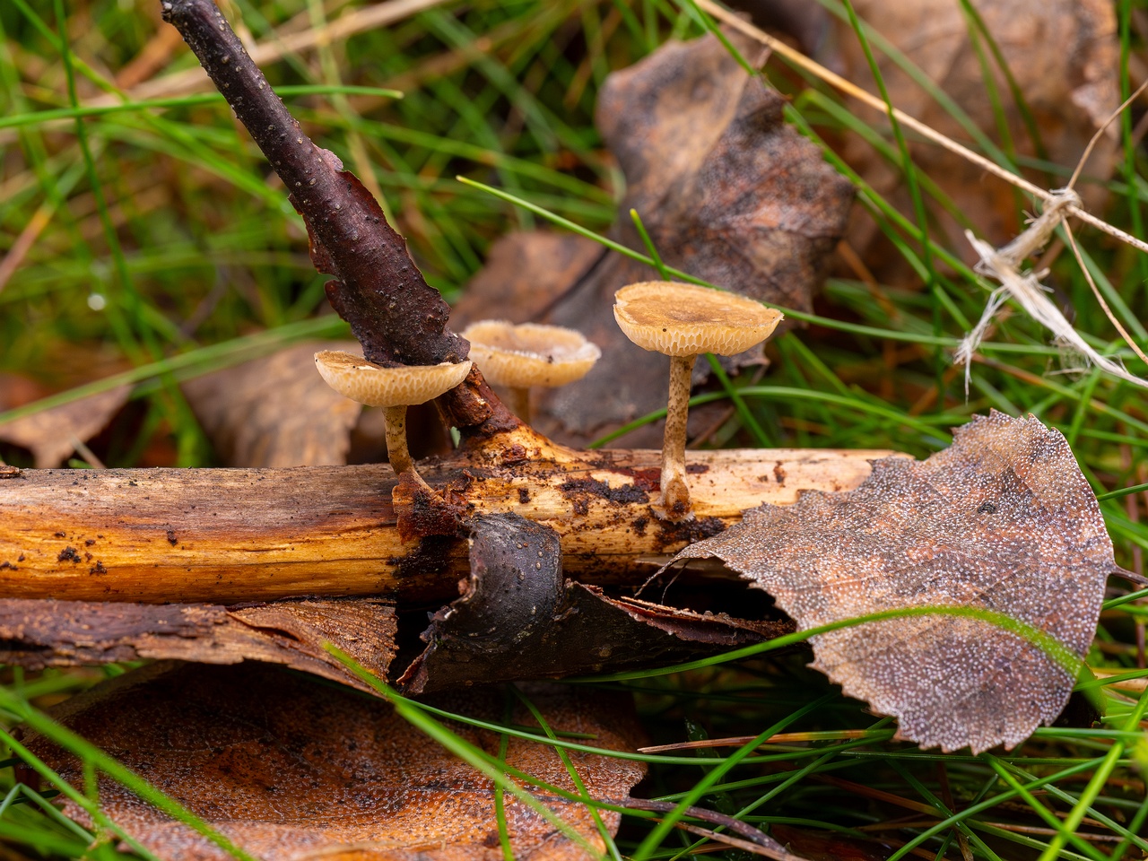 Lentinus arcularius _2025-09-21_1-1