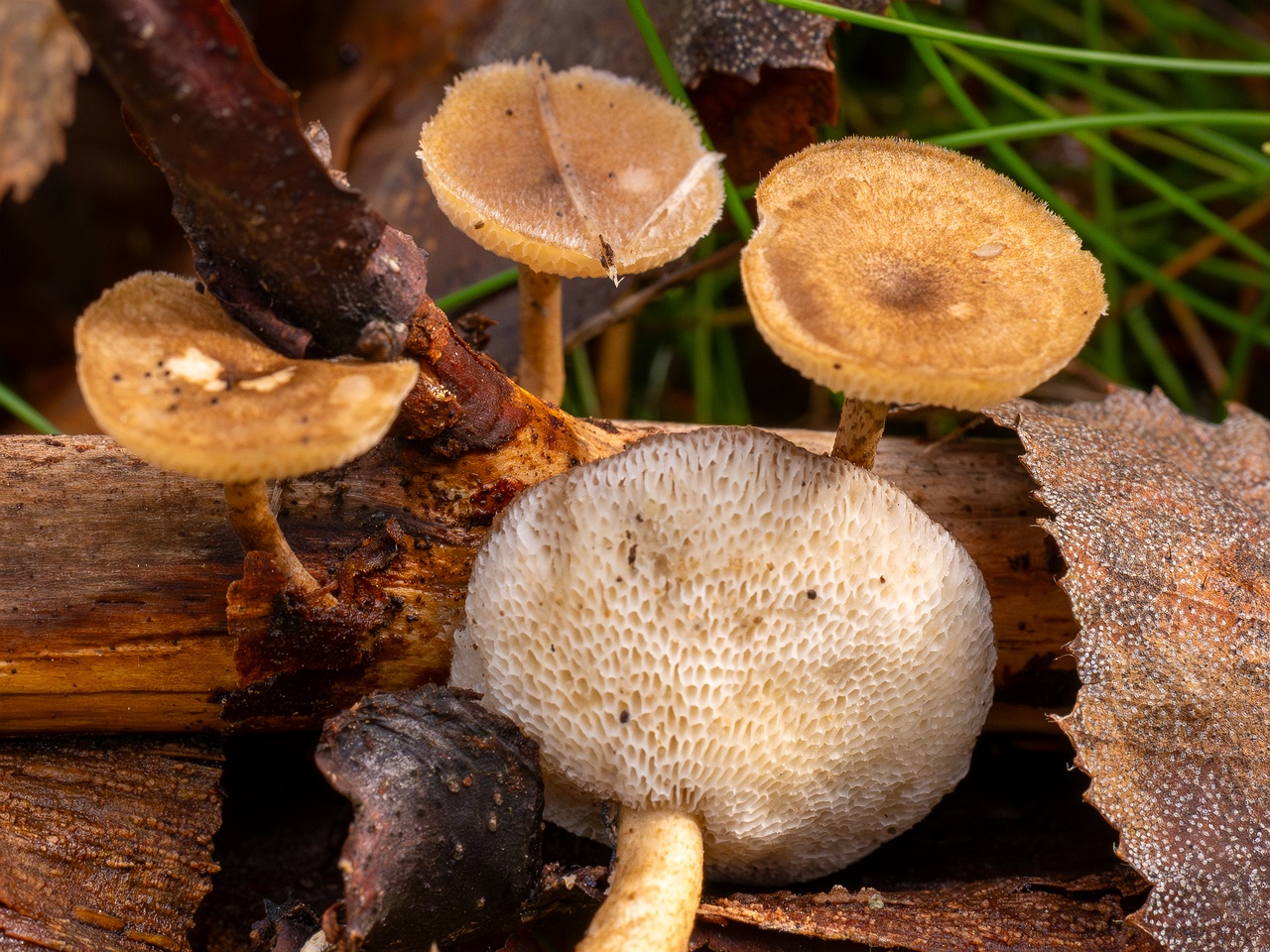 Lentinus arcularius _2025-09-21_1-10