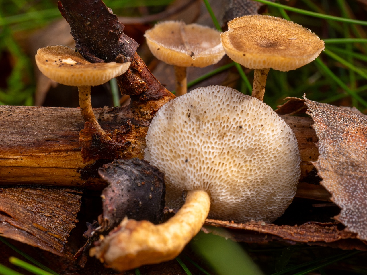 Lentinus arcularius _2025-09-21_1-11