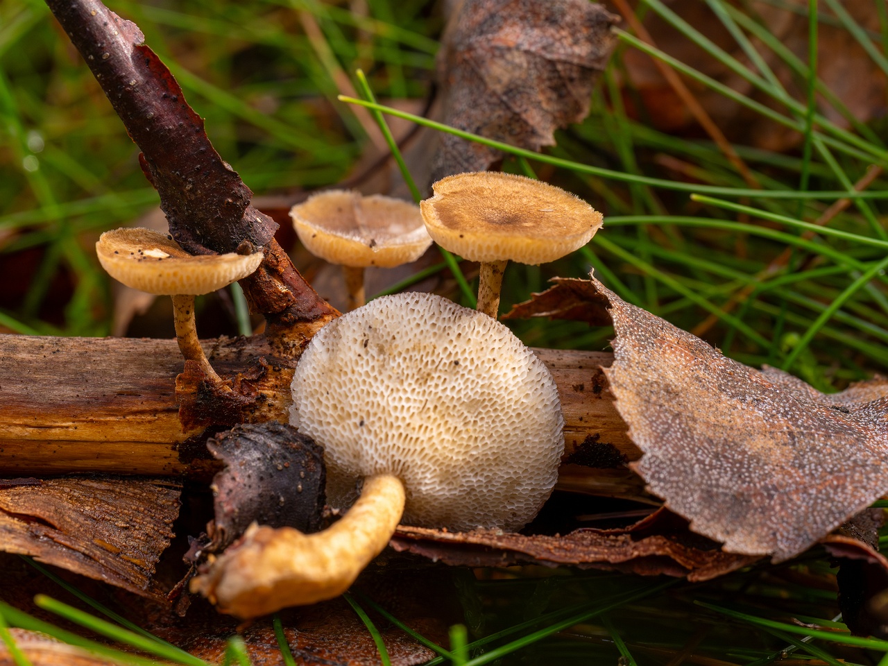 Lentinus arcularius _2025-09-21_1-12