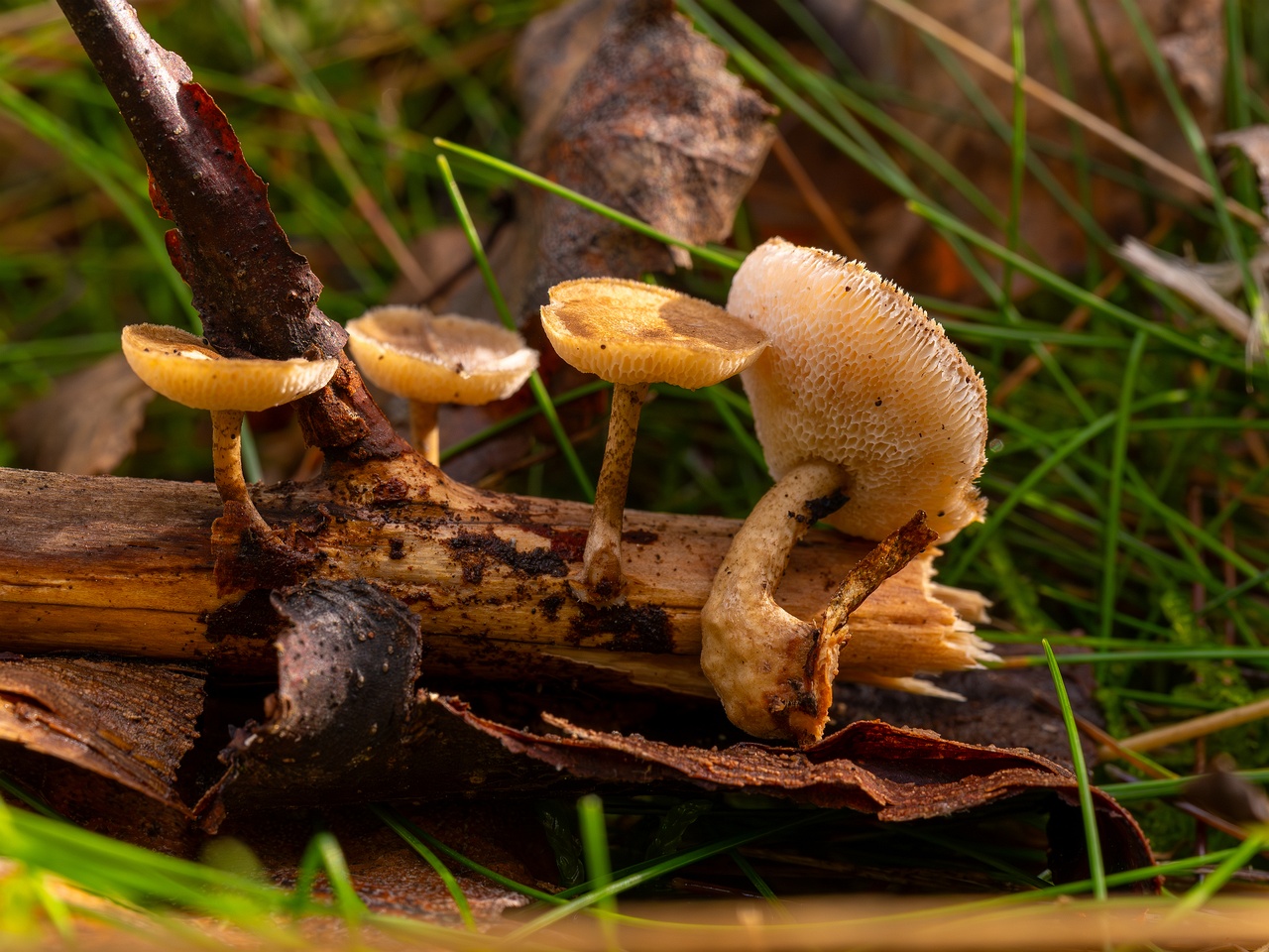 Lentinus arcularius _2025-09-21_1-13
