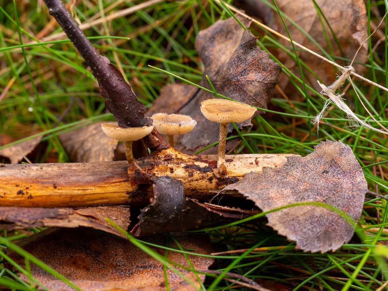 Lentinus arcularius _2025-09-21_1-2