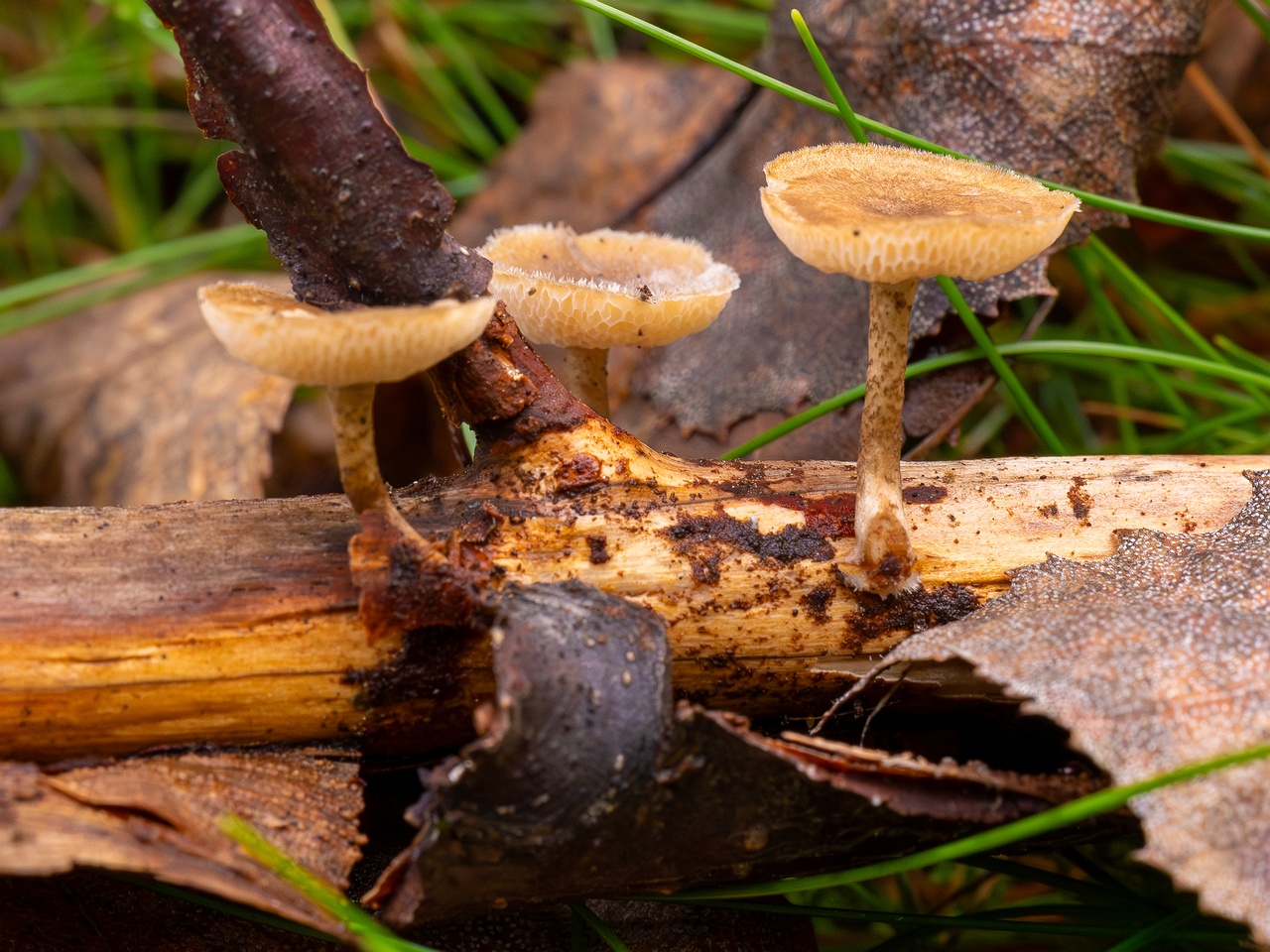 Lentinus arcularius _2025-09-21_1-3