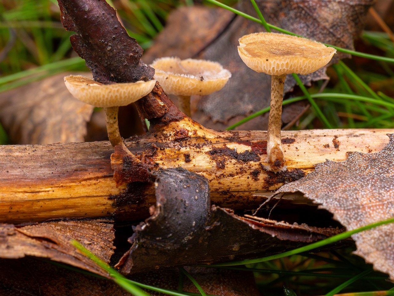 Lentinus arcularius _2025-09-21_1-4