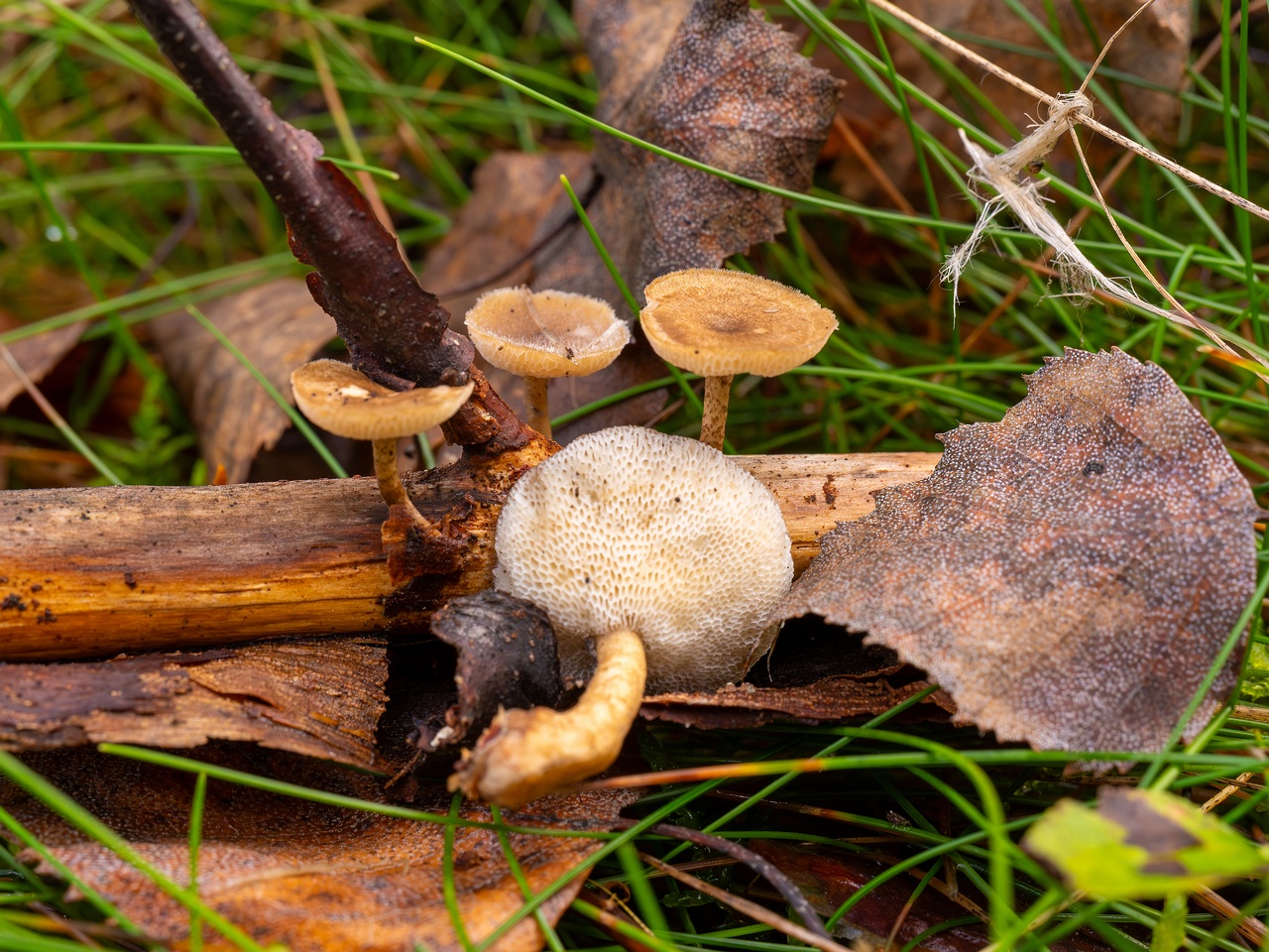 Lentinus arcularius _2025-09-21_1-5