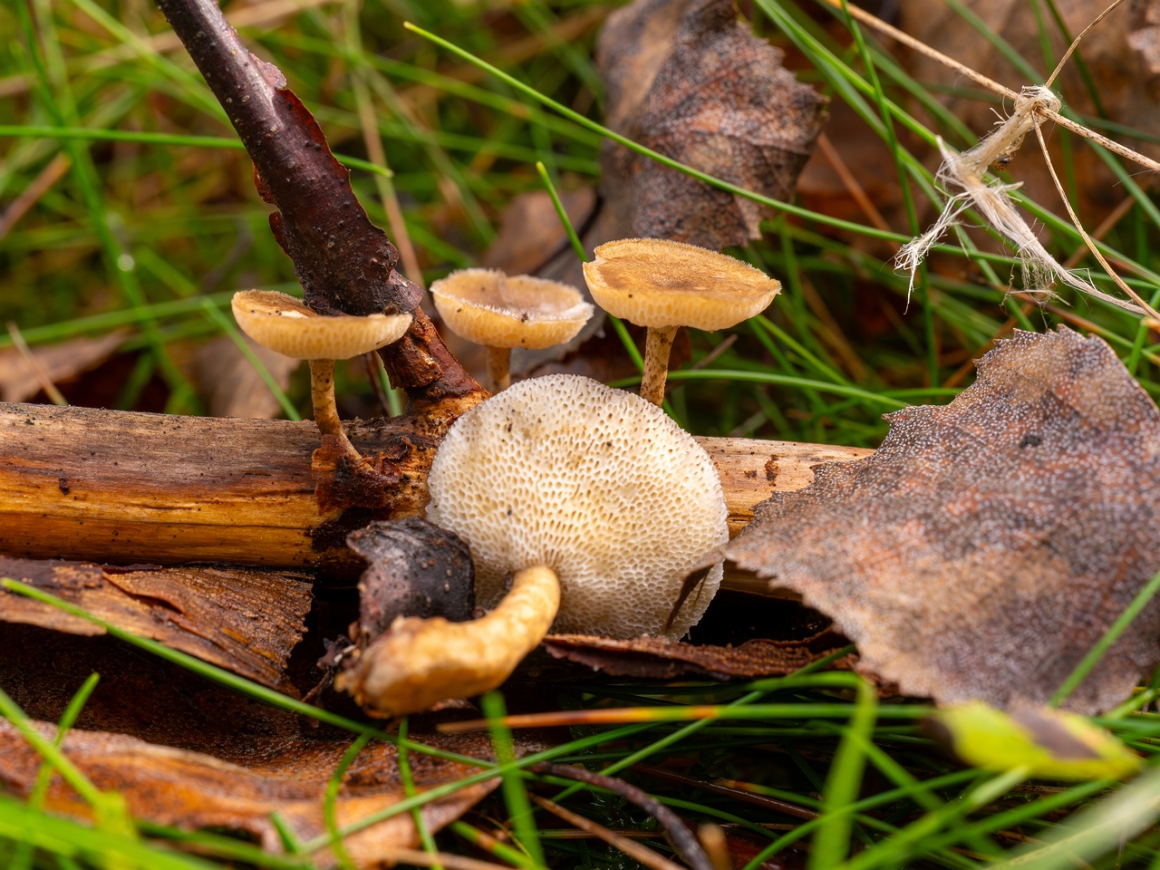 Lentinus arcularius _2025-09-21_1-6