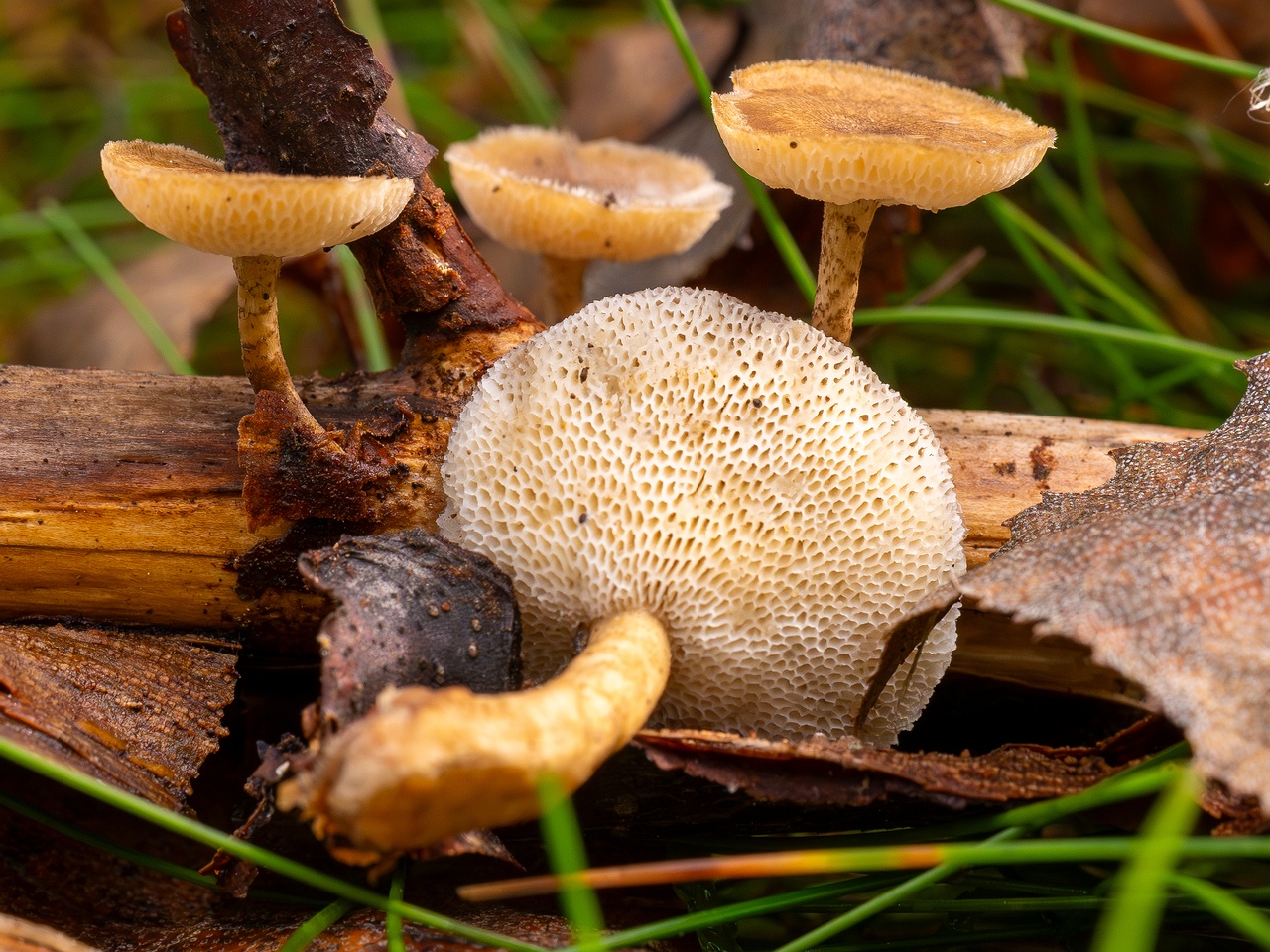 Lentinus arcularius _2025-09-21_1-7
