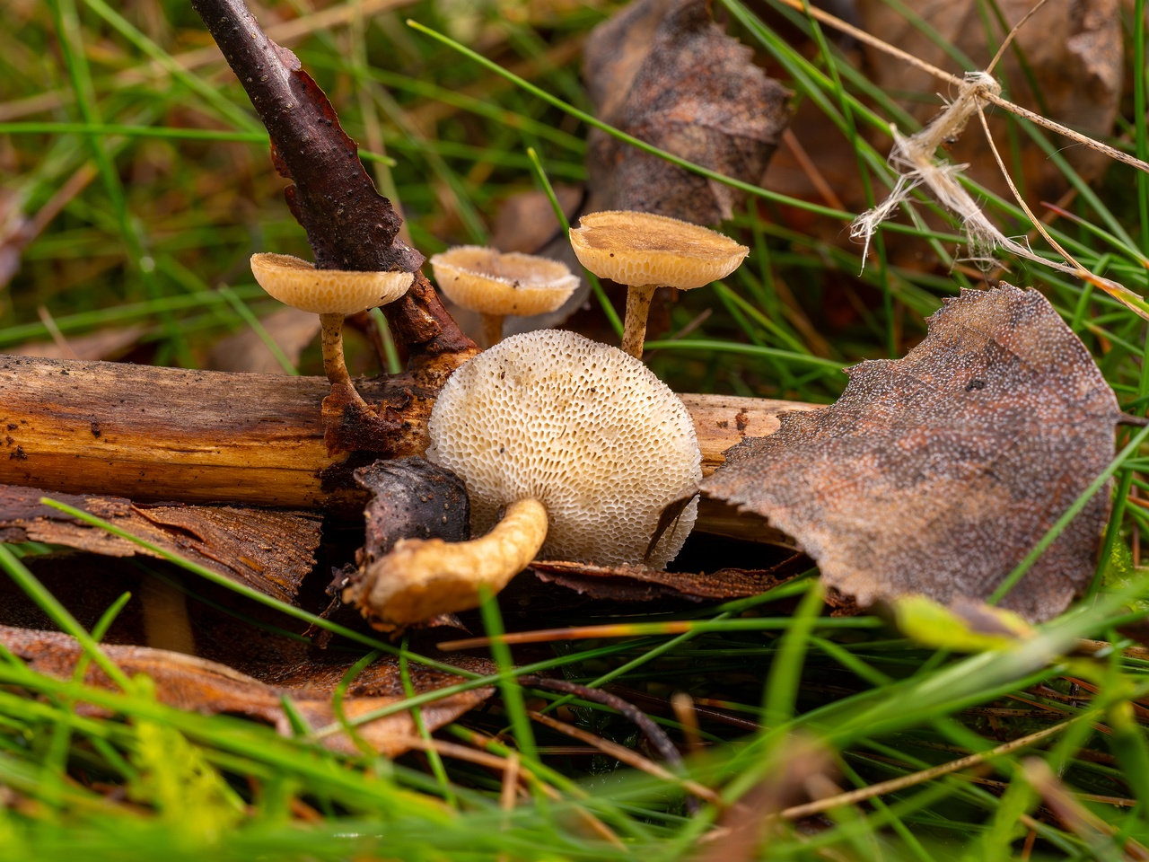 Lentinus arcularius _2025-09-21_1-8