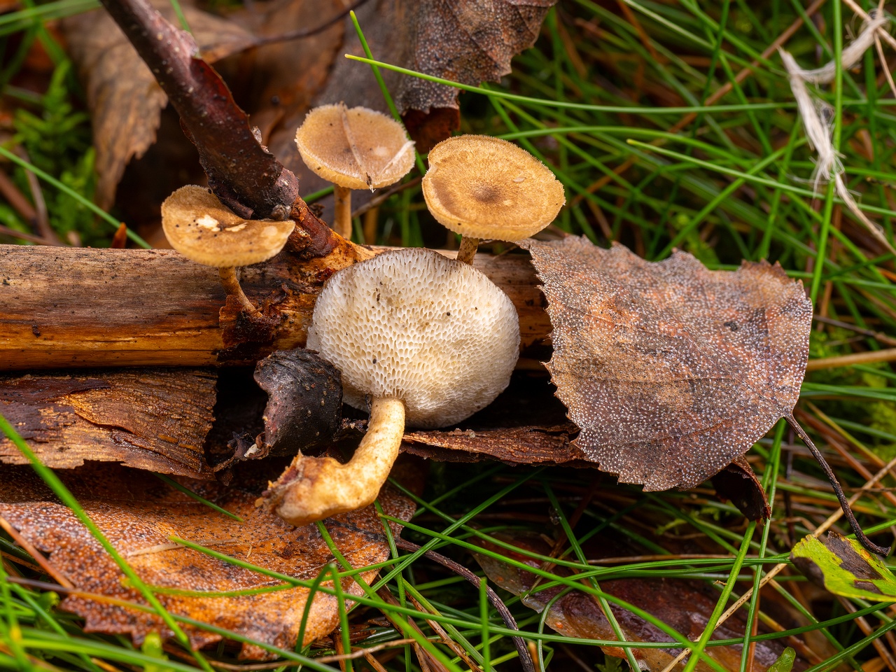Lentinus arcularius _2025-09-21_1-9