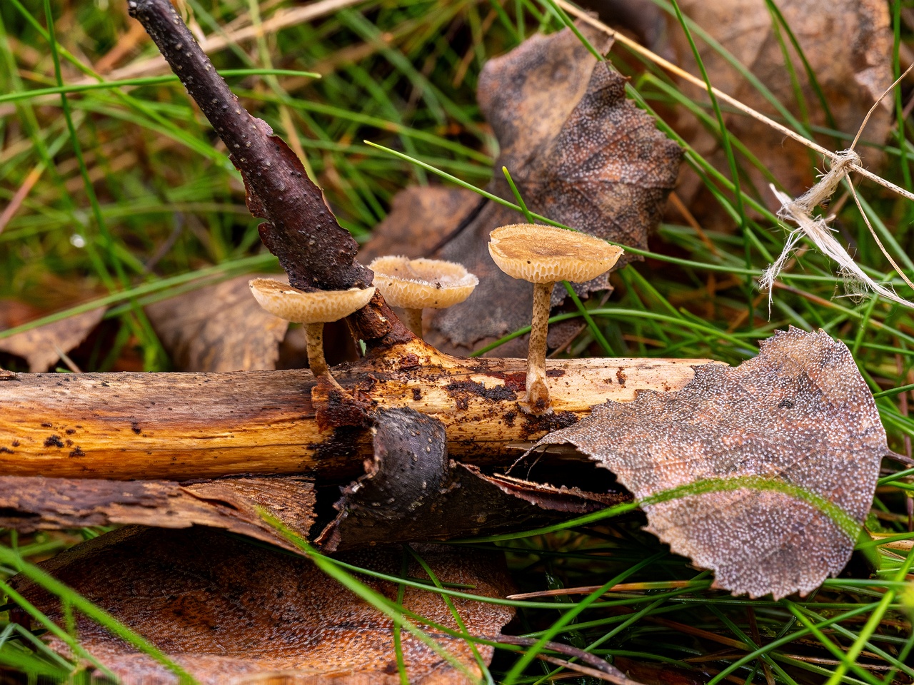Lentinus arcularius _2025-09-21_2-1