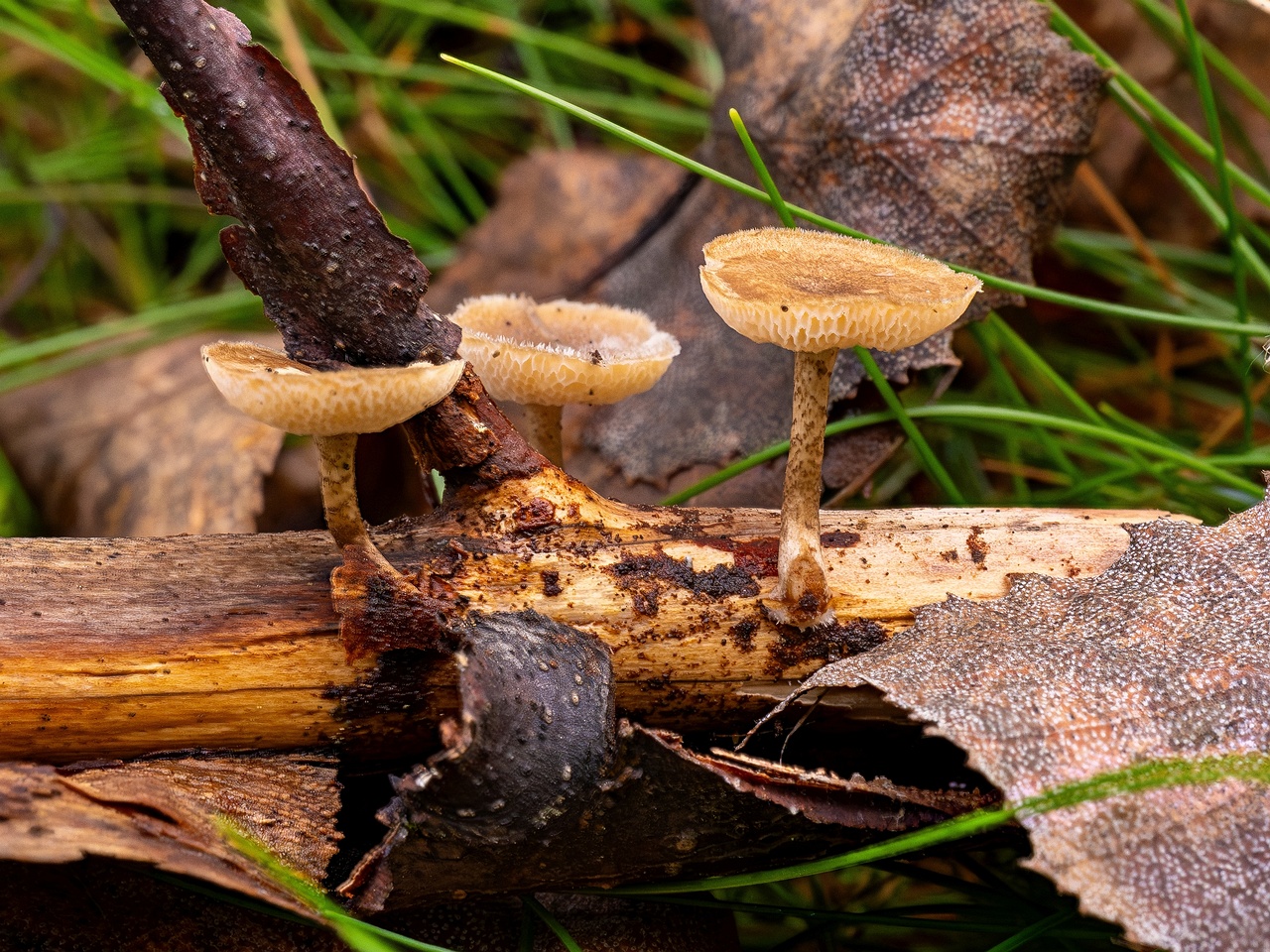 Lentinus arcularius _2025-09-21_2-2