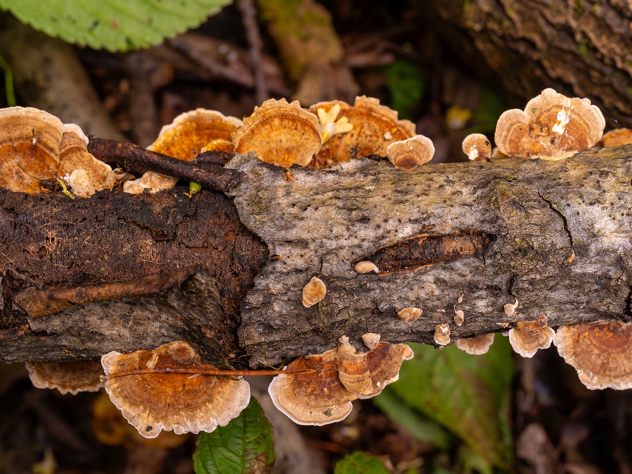 !Trametes ochracea _2025-10-04_1-3