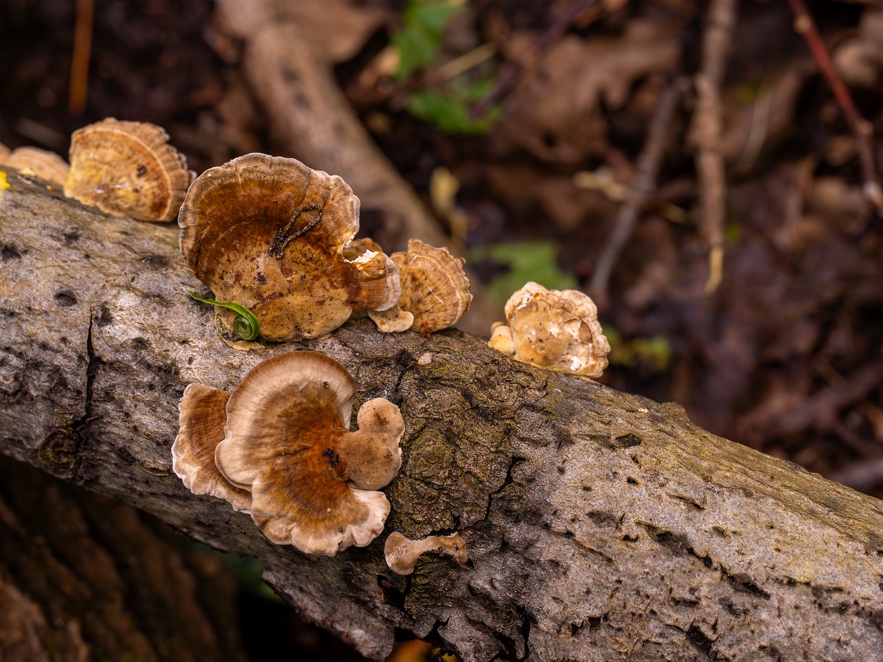 Trametes ochracea _2025-10-04_1-1