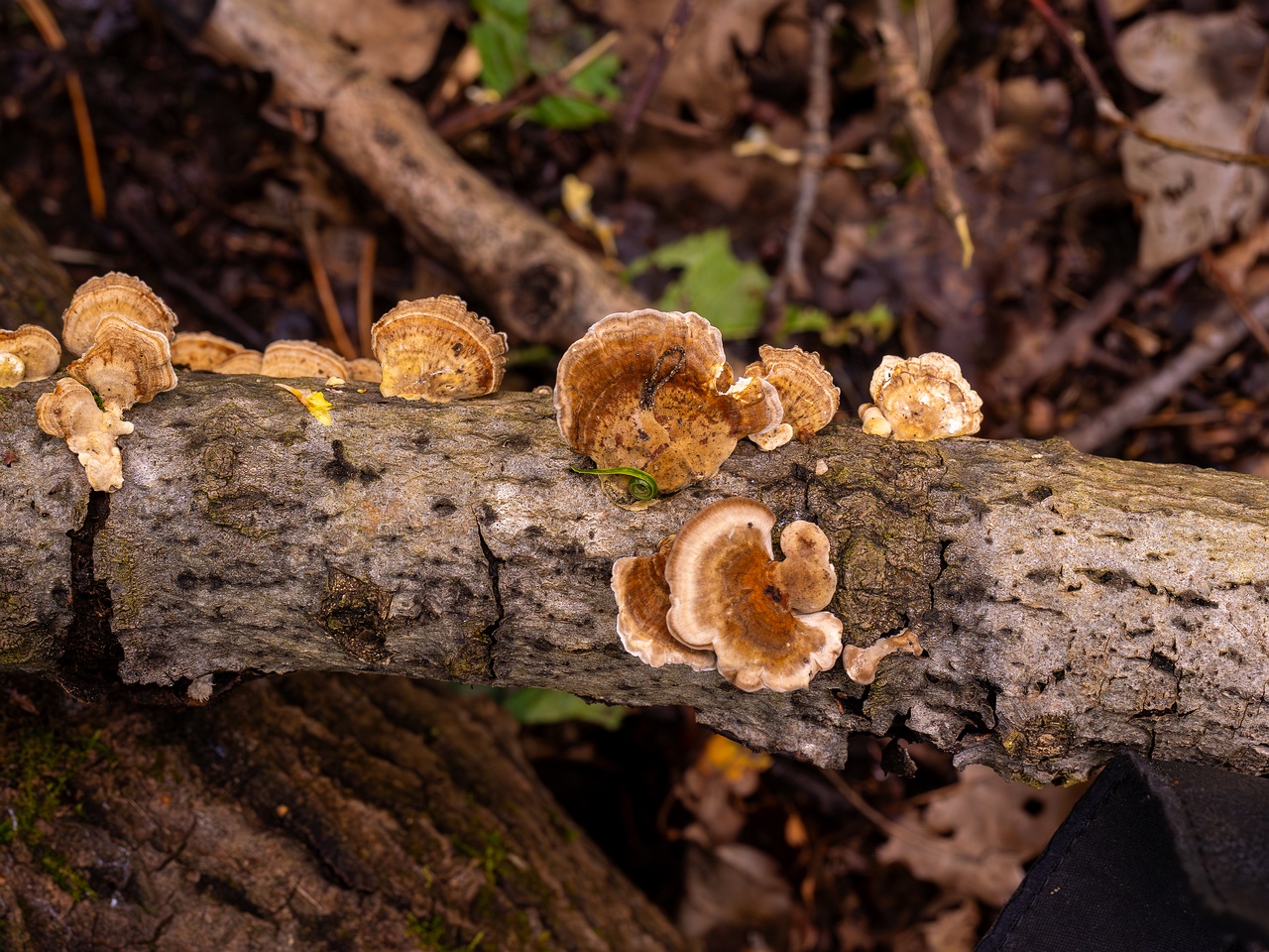 Trametes ochracea _2025-10-04_1-2