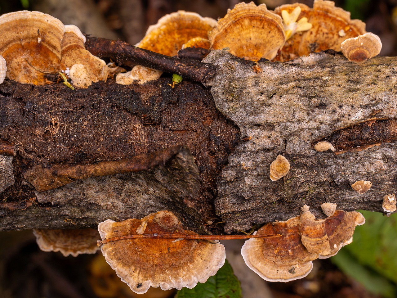 Trametes ochracea _2025-10-04_1-4