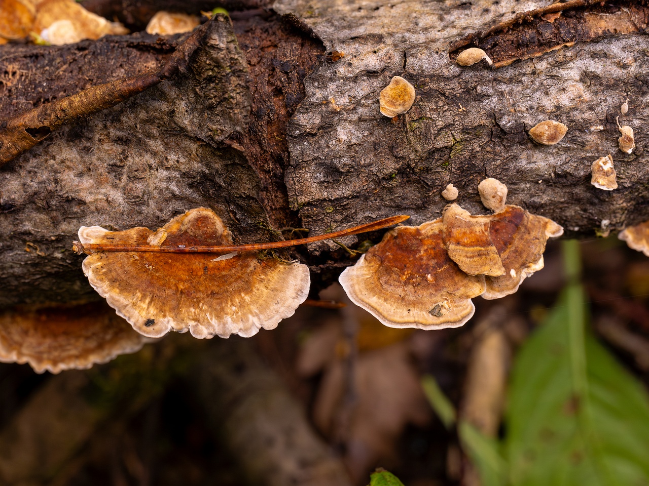 Trametes ochracea _2025-10-04_1-5