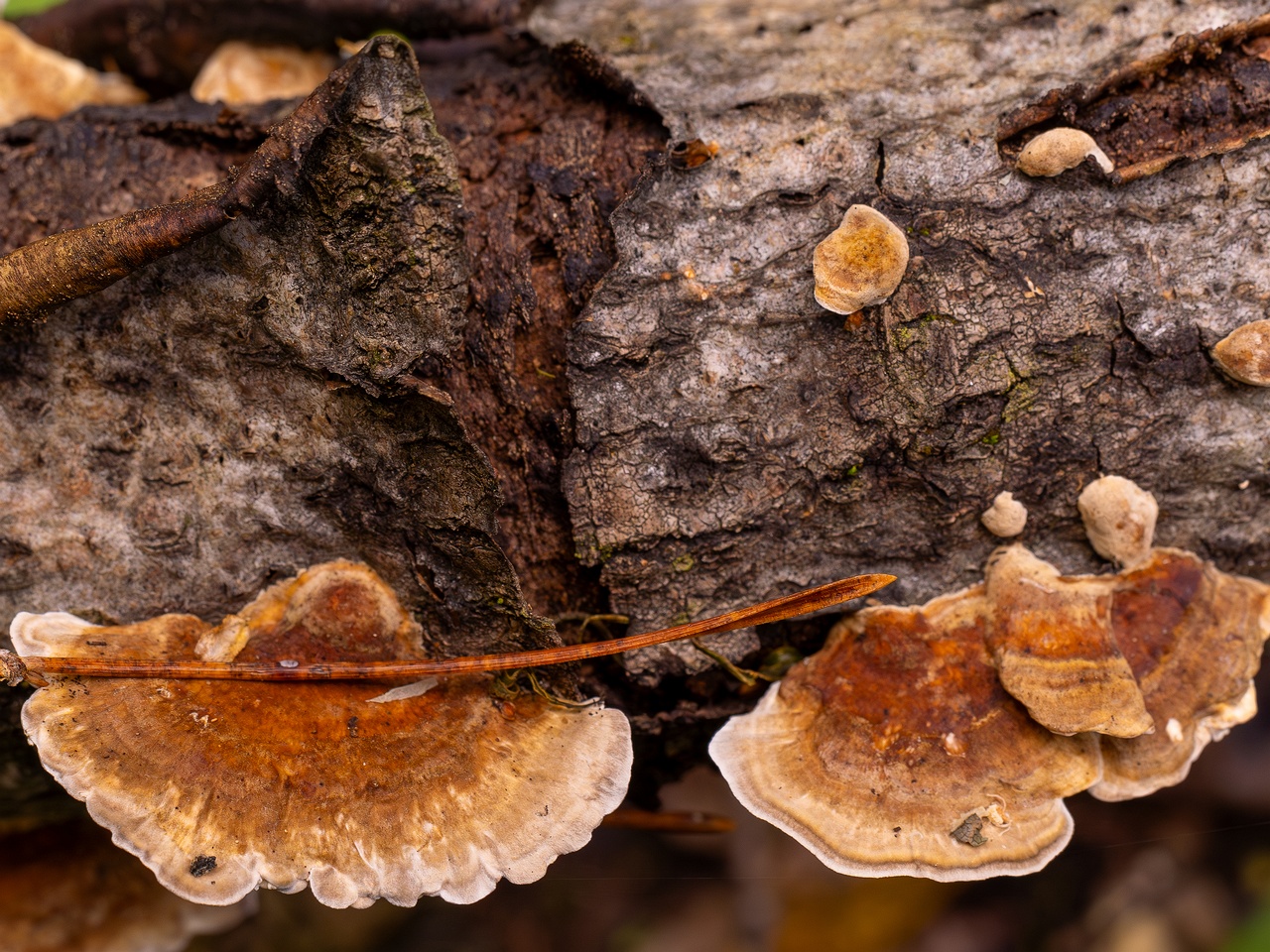 Trametes ochracea _2025-10-04_1-6