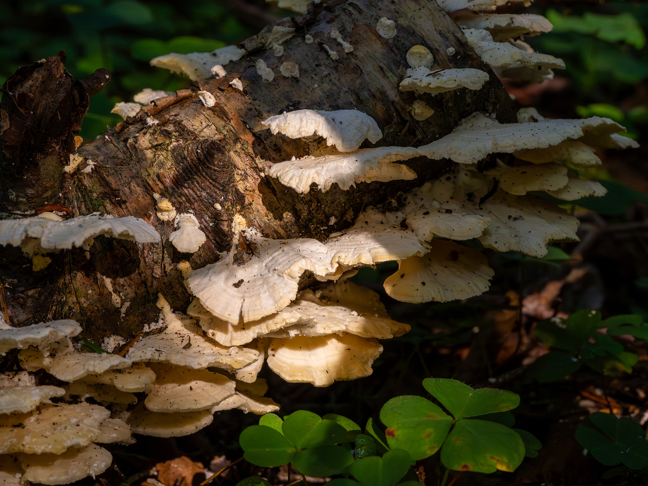 trametes-velutina_1-5