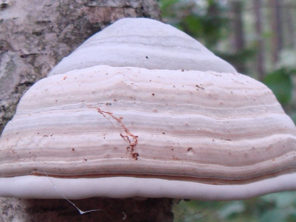 fungi-0004540_