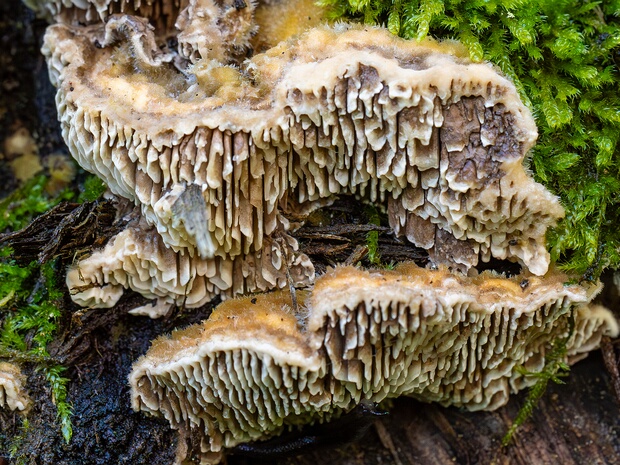 Ленцитес берёзовый - Lenzites betulinus